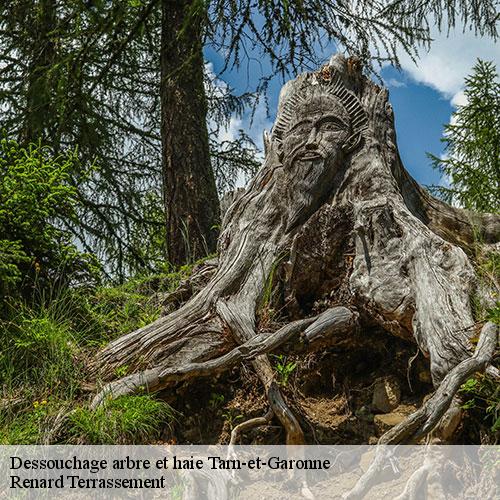 Dessouchage arbre et haie-7