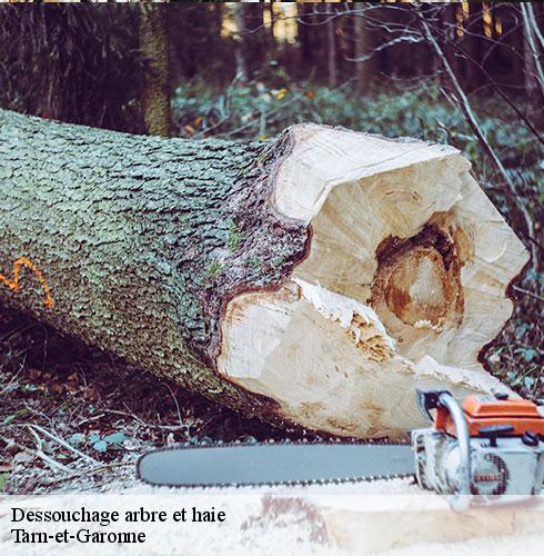 Dessouchage arbre et haie-5