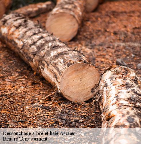 Dessouchage arbre et haie-4