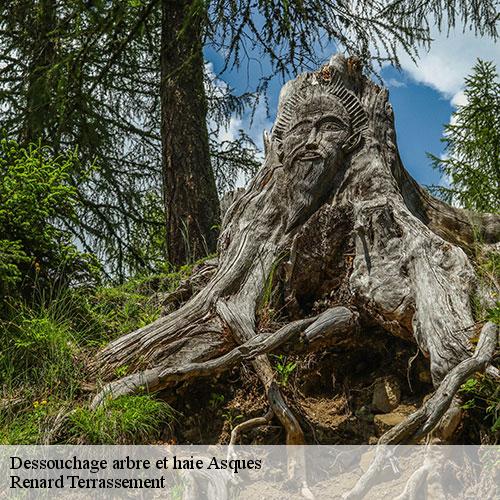 Dessouchage arbre et haie-7