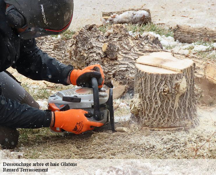 dessouchage-arbre-et-haie-1