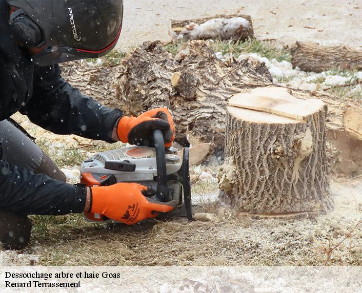 dessouchage-arbre-et-haie-1