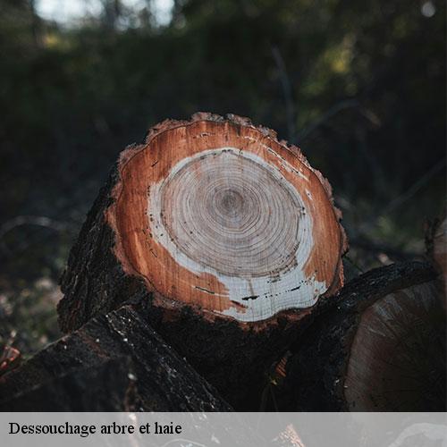 Dessouchage arbre et haie-9