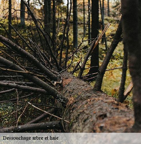 Dessouchage arbre et haie-6