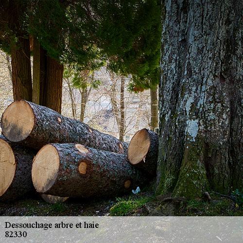Dessouchage arbre et haie-8